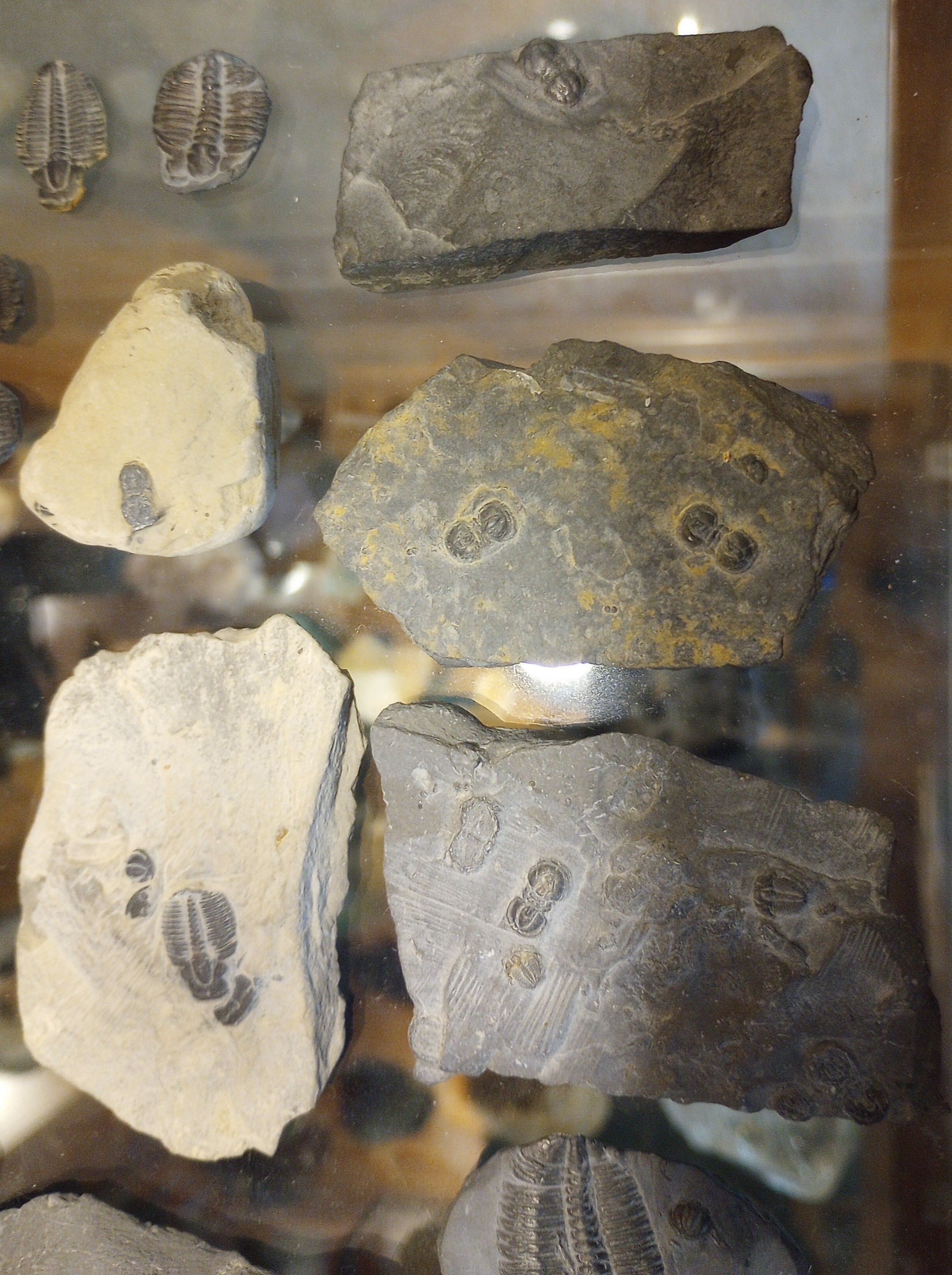 Peronopsis Intersticta Fossils